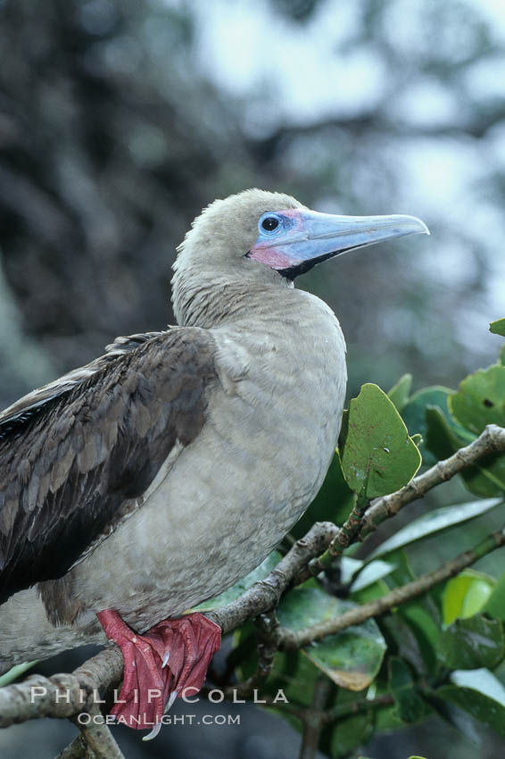 Red-footed booby. Cocos Island, Costa Rica, Sula sula, natural history stock photograph, photo id 03254
