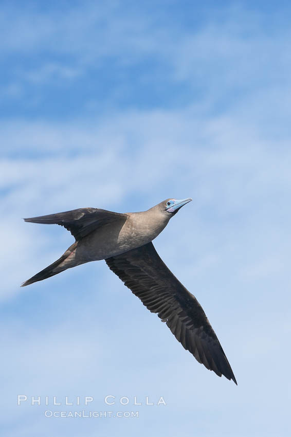 Red-footed booby in flight. Wolf Island, Galapagos Islands, Ecuador, Sula sula, natural history stock photograph, photo id 16682