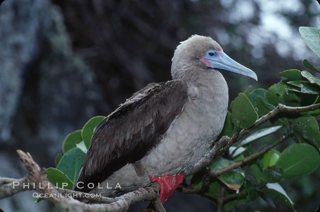 Red-footed booby. Cocos Island, Costa Rica, Sula sula, natural history stock photograph, photo id 03256