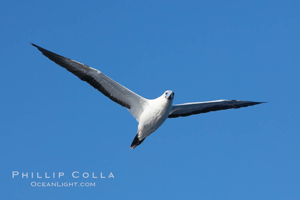 Red-footed booby, white-morph form that is similar in appearance to the Nazca booby, pink beak edge are diagnostic, in flight. Wolf Island, Galapagos Islands, Ecuador, Sula sula, natural history stock photograph, photo id 16684