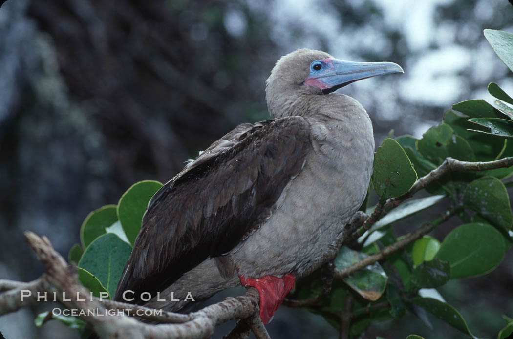 Red-footed booby. Cocos Island, Costa Rica, Sula sula, natural history stock photograph, photo id 03255