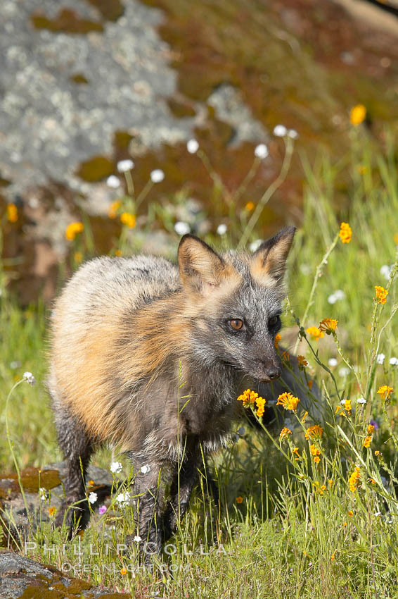 Cross fox, Sierra Nevada foothills, Mariposa, California.  The cross fox is a color variation of the red fox., Vulpes vulpes, natural history stock photograph, photo id 15966