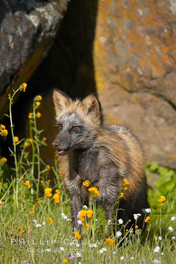 Cross fox, Sierra Nevada foothills, Mariposa, California.  The cross fox is a color variation of the red fox., Vulpes vulpes, natural history stock photograph, photo id 15972