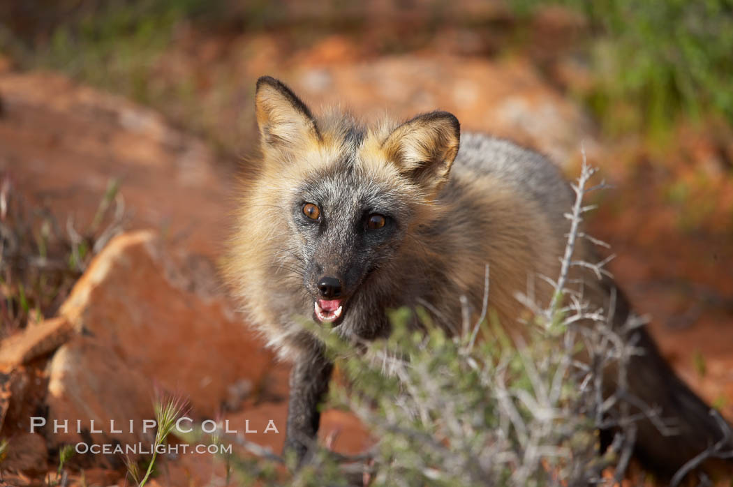 Cross fox.  The cross fox is a color variation of the red fox., Vulpes vulpes, natural history stock photograph, photo id 12111