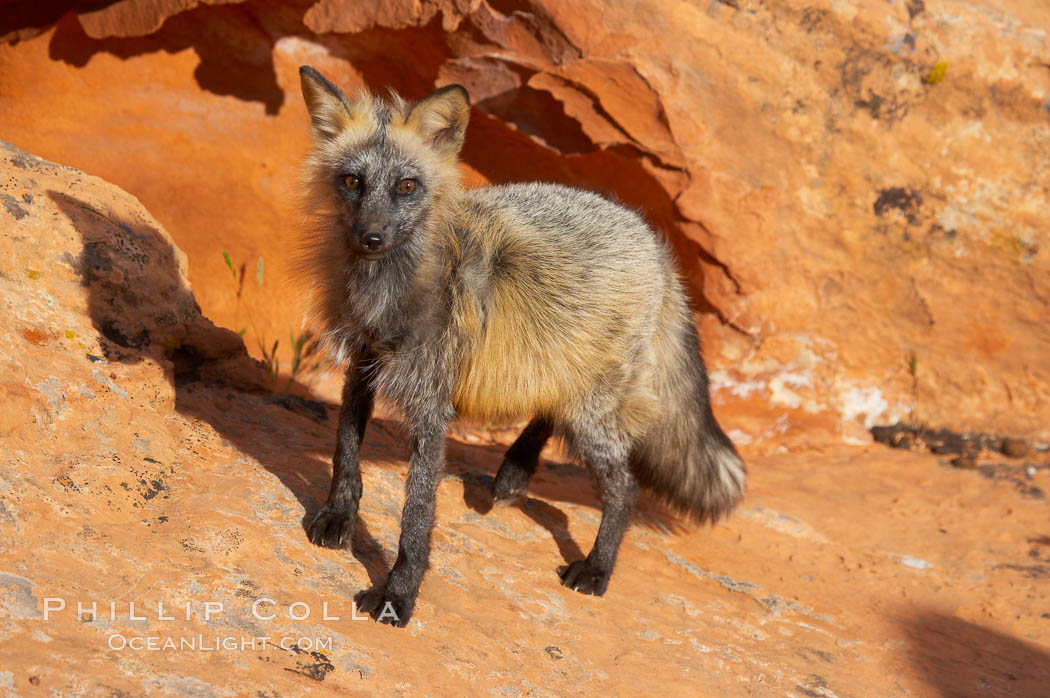 Cross fox.  The cross fox is a color variation of the red fox., Vulpes vulpes, natural history stock photograph, photo id 12117