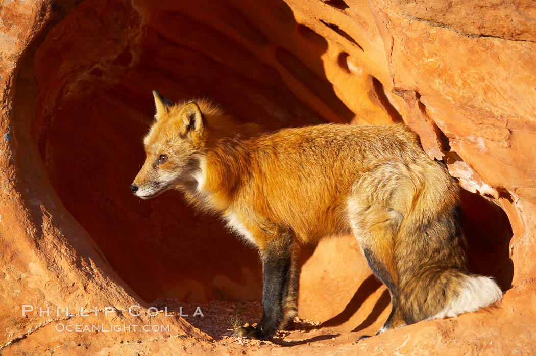 Red fox.  Red foxes are the most widely distributed wild carnivores in the world. Red foxes utilize a wide range of habitats including forest, tundra, prairie, and farmland. They prefer habitats with a diversity of vegetation types and are increasingly encountered in suburban areas., Vulpes vulpes, natural history stock photograph, photo id 12070