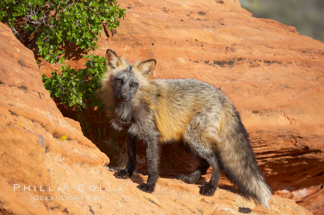 Cross fox.  The cross fox is a color variation of the red fox., Vulpes vulpes, natural history stock photograph, photo id 12118