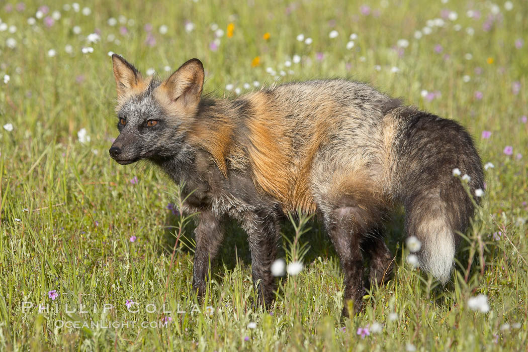 Cross fox, Sierra Nevada foothills, Mariposa, California.  The cross fox is a color variation of the red fox., Vulpes vulpes, natural history stock photograph, photo id 15964