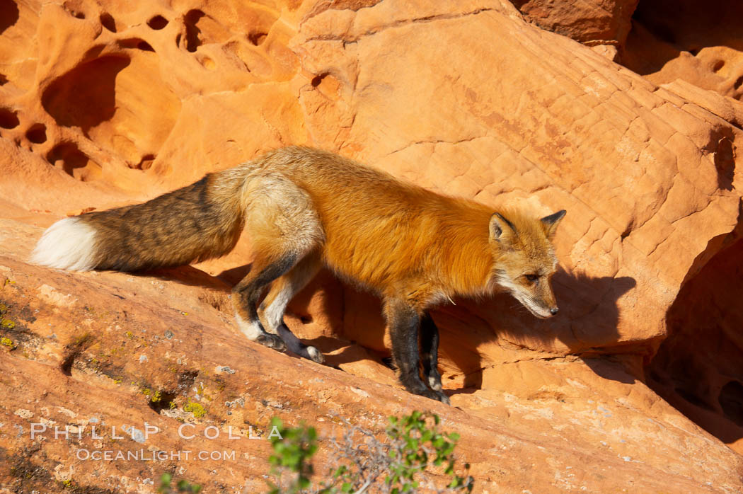 Red fox.  Red foxes are the most widely distributed wild carnivores in the world. Red foxes utilize a wide range of habitats including forest, tundra, prairie, and farmland. They prefer habitats with a diversity of vegetation types and are increasingly encountered in suburban areas., Vulpes vulpes, natural history stock photograph, photo id 12085