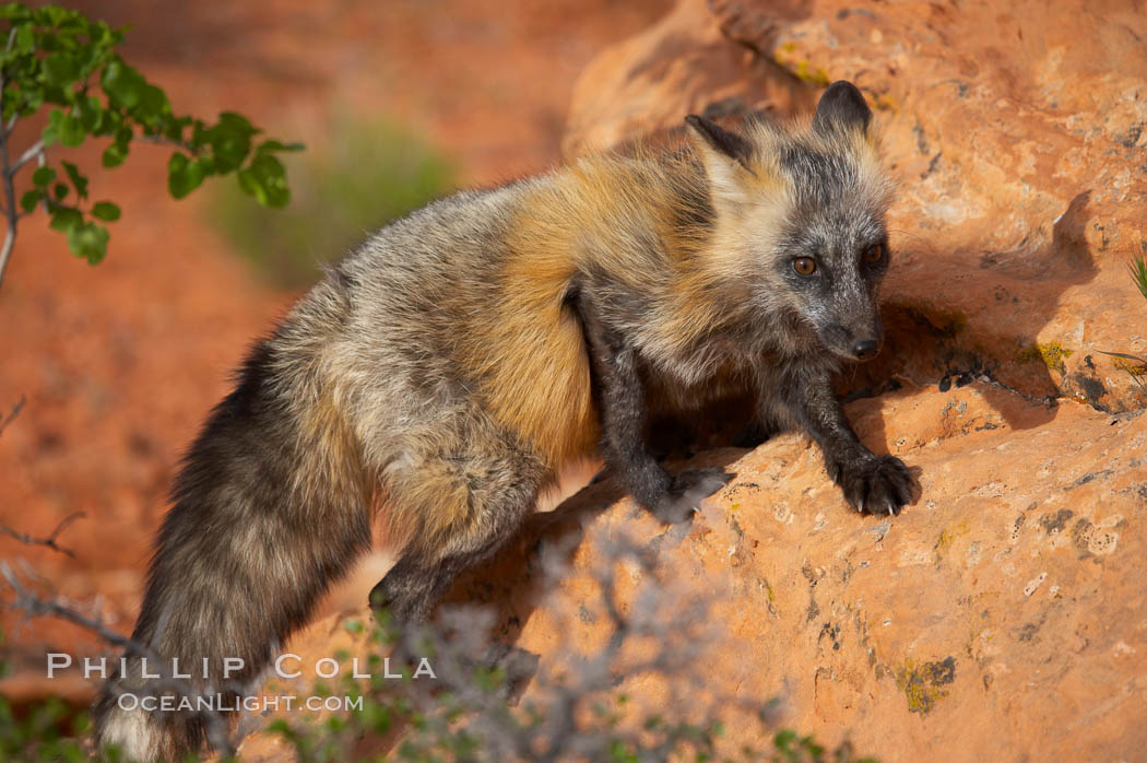 Cross fox.  The cross fox is a color variation of the red fox., Vulpes vulpes, natural history stock photograph, photo id 12121