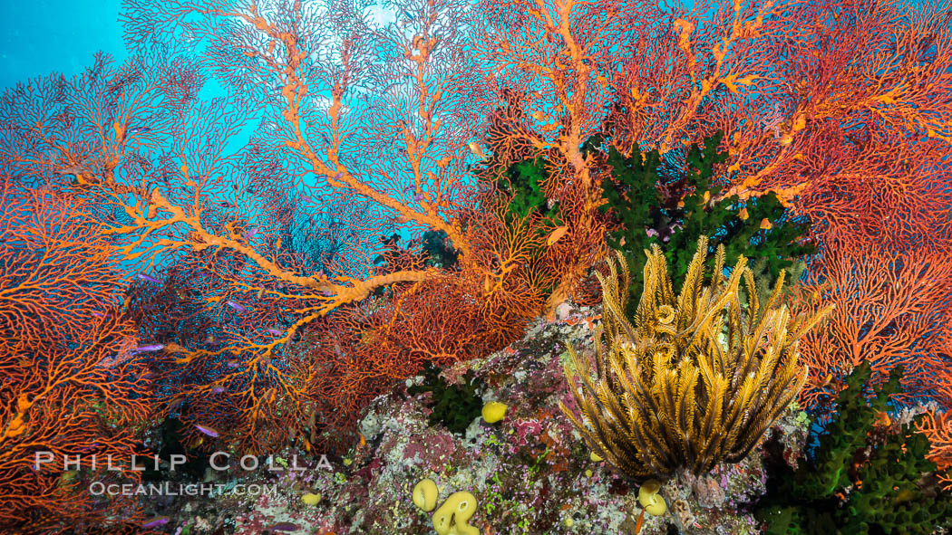 Red Gorgonian and Yellow Crinoid on Coral Reef, Fiji. Wakaya Island, Lomaiviti Archipelago, Crinoidea, Gorgonacea, Tubastrea micrantha, natural history stock photograph, photo id 31395