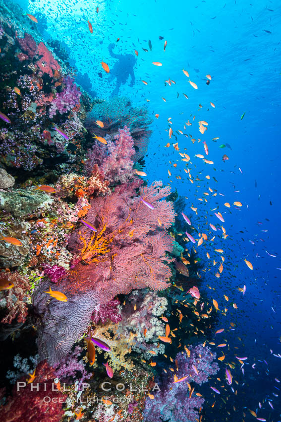 Colorful Dendronephthya soft corals and red gorgonian and schooling Anthias fish on coral reef, Fiji. Vatu I Ra Passage, Bligh Waters, Viti Levu  Island, Dendronephthya, Gorgonacea, Pseudanthias, natural history stock photograph, photo id 31646