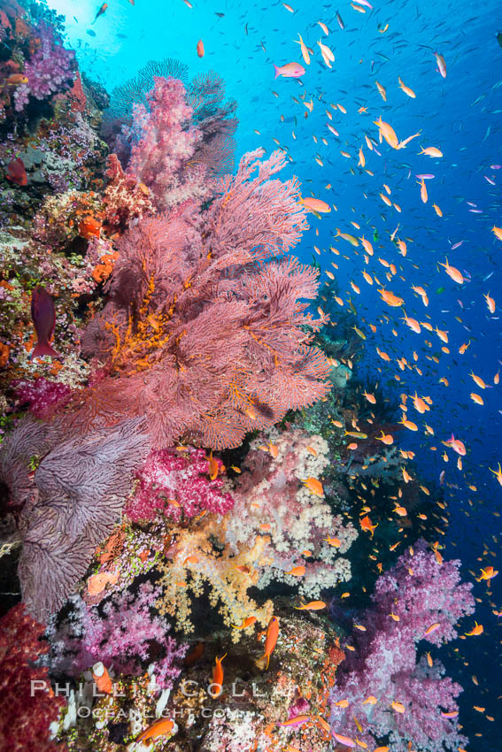 Colorful Dendronephthya soft corals and red gorgonian and schooling Anthias fish on coral reef, Fiji. Vatu I Ra Passage, Bligh Waters, Viti Levu  Island, Dendronephthya, Gorgonacea, Pseudanthias, natural history stock photograph, photo id 31351