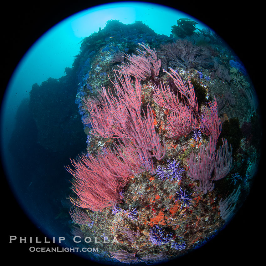 Red gorgonian (Lophogorgia chilensis) on Farnsworth Banks reef. Farnsworth Banks holds some of the most lush and colorful reefs to be found in California. Catalina Island, USA, natural history stock photograph, photo id 39538
