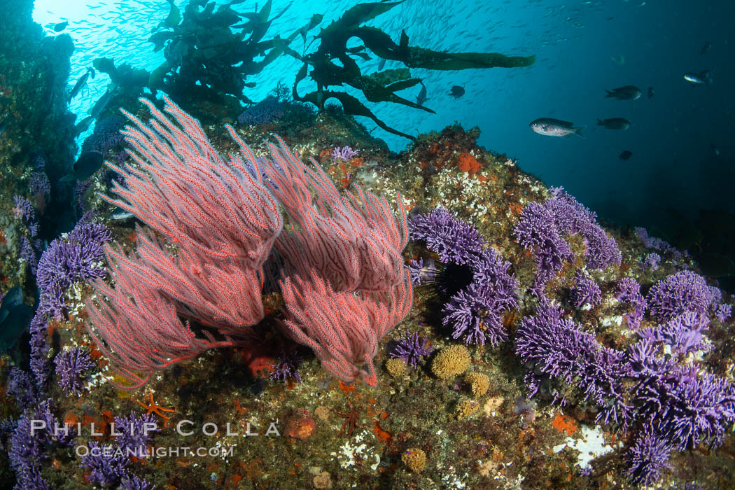 Red gorgonian Leptogorgia chilensis and purple hydrocoral, Farnsworth Banks, Catalina Island, California. USA, Leptogorgia chilensis, Lophogorgia chilensis, Allopora californica, Stylaster californicus, natural history stock photograph, photo id 37254