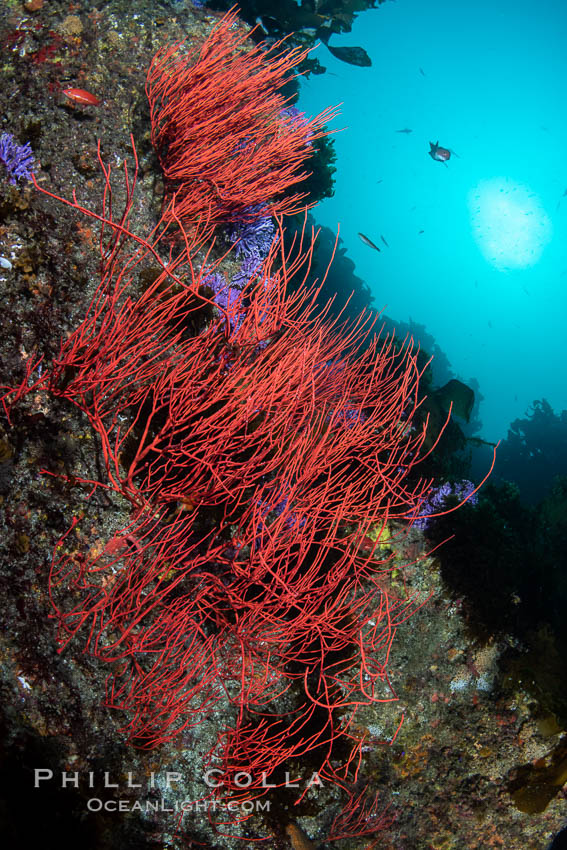 Red gorgonian with polyps retracted, Leptogorgia chilensis, Farnsworth Banks, Catalina Island, California. USA, Leptogorgia chilensis, Lophogorgia chilensis, natural history stock photograph, photo id 37263