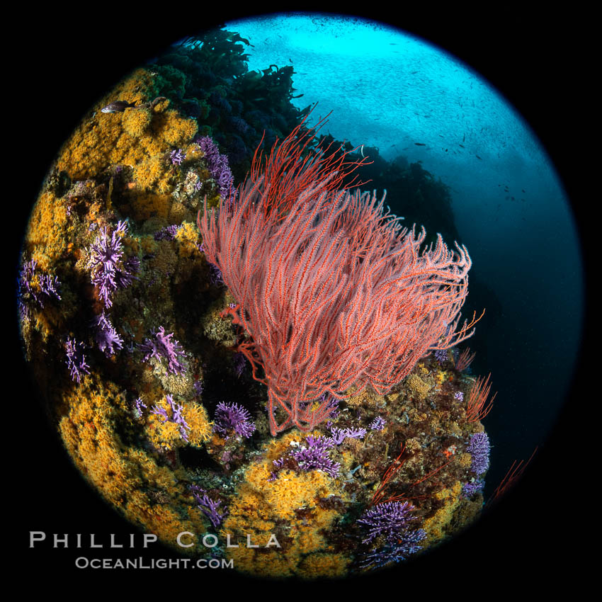 Red gorgonian Leptogorgia chilensis with yellow zoanthid anemone Epizoanthis giveni, Farnsworth Banks, Catalina Island, California. USA, Leptogorgia chilensis, Lophogorgia chilensis, Epizoanthus giveni, natural history stock photograph, photo id 37218