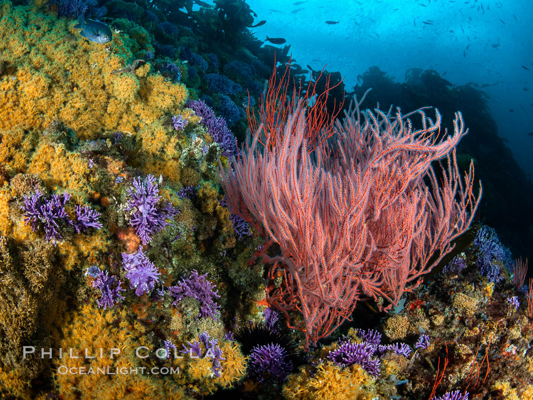 Red gorgonian Leptogorgia chilensis with yellow zoanthid anemone Epizoanthis giveni, Farnsworth Banks, Catalina Island, California. USA, Leptogorgia chilensis, Lophogorgia chilensis, Epizoanthus giveni, natural history stock photograph, photo id 37219