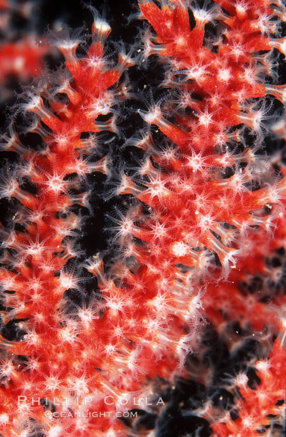 Red gorgonian polyps. The red gorgonian is a colonial organism composed of thousands of tiny polyps. Each polyp secretes calcium which accumulates to form the structure of the colony. The fan-shaped gorgonian is oriented perpendicular to prevailing ocean currents to better enable to filter-feeding polyps to capture passing plankton and detritus passing by, Lophogorgia chilensis, San Clemente Island