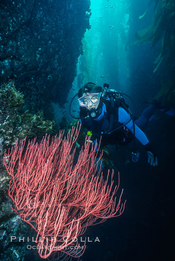 Diver and red gorgonian. San Clemente Island, California, USA, Leptogorgia chilensis, Lophogorgia chilensis, natural history stock photograph, photo id 01485
