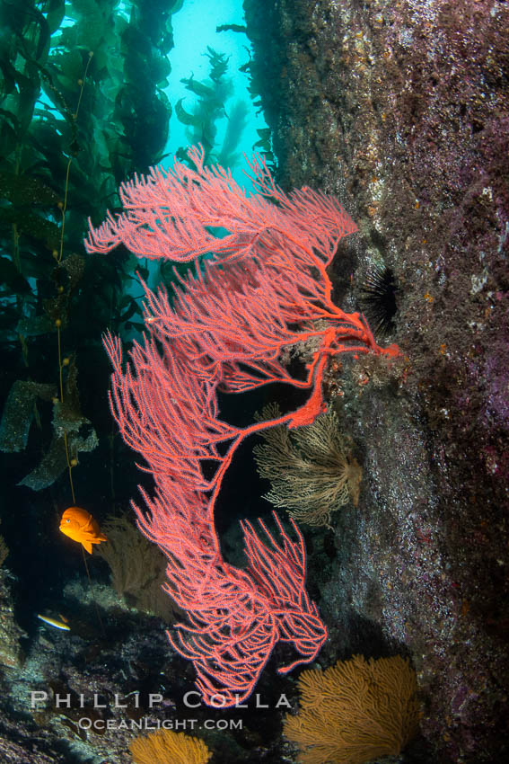 Red gorgonian on rocky reef, below kelp forest, underwater. The red gorgonian is a filter-feeding temperate colonial species that lives on the rocky bottom at depths between 50 to 200 feet deep. Gorgonians are oriented at right angles to prevailing water currents to capture plankton drifting by.. Catalina Island, California, USA, Leptogorgia chilensis, Lophogorgia chilensis, natural history stock photograph, photo id 37276