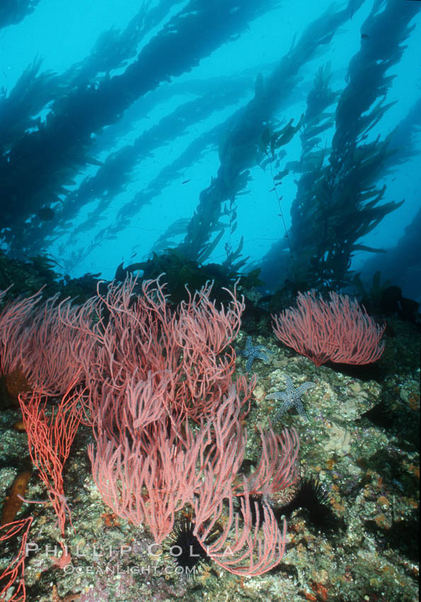 Red gorgonian on rocky reef below kelp forest. San Clemente Island, California, USA, Leptogorgia chilensis, Lophogorgia chilensis, Macrocystis pyrifera, natural history stock photograph, photo id 03820