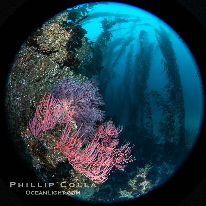 Red gorgonian on rocky reef, below kelp forest, underwater. The red gorgonian is a filter-feeding temperate colonial species that lives on the rocky bottom at depths between 50 to 200 feet deep. Gorgonians are typically oriented at right angles to prevailing water currents to capture plankton drifting by. San Clemente Island, California, USA, Leptogorgia chilensis, Lophogorgia chilensis, Macrocystis pyrifera, Muricea fruticosa, natural history stock photograph, photo id 38502