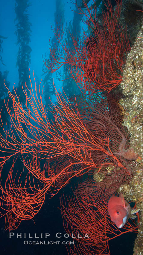 Red gorgonian on rocky reef, below kelp forest, underwater.  The red gorgonian is a filter-feeding temperate colonial species that lives on the rocky bottom at depths between 50 to 200 feet deep. Gorgonians are oriented at right angles to prevailing water currents to capture plankton drifting by. San Clemente Island, California, USA, Leptogorgia chilensis, Lophogorgia chilensis, natural history stock photograph, photo id 23506