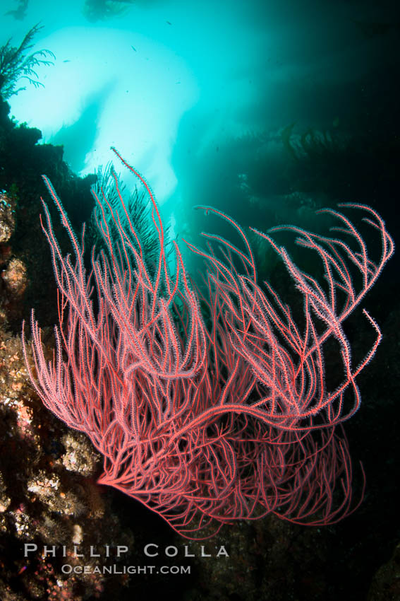 Red gorgonian on rocky reef, below kelp forest, underwater.  The red gorgonian is a filter-feeding temperate colonial species that lives on the rocky bottom at depths between 50 to 200 feet deep. Gorgonians are oriented at right angles to prevailing water currents to capture plankton drifting by. San Clemente Island, California, USA, Leptogorgia chilensis, Lophogorgia chilensis, natural history stock photograph, photo id 25422