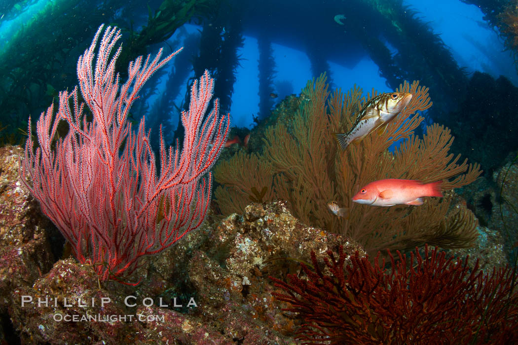 Red gorgonian (left) and California golden gorgonian (right) on rocky reef, below kelp forest, underwater.  Gorgonians are filter-feeding temperate colonial species that live on the rocky bottom at depths between 50 to 200 feet deep.  Each individual polyp is a distinct animal, together they secrete calcium that forms the structure of the colony. Gorgonians are oriented at right angles to prevailing water currents to capture plankton drifting by. San Clemente Island, USA, Leptogorgia chilensis, Lophogorgia chilensis, natural history stock photograph, photo id 23496