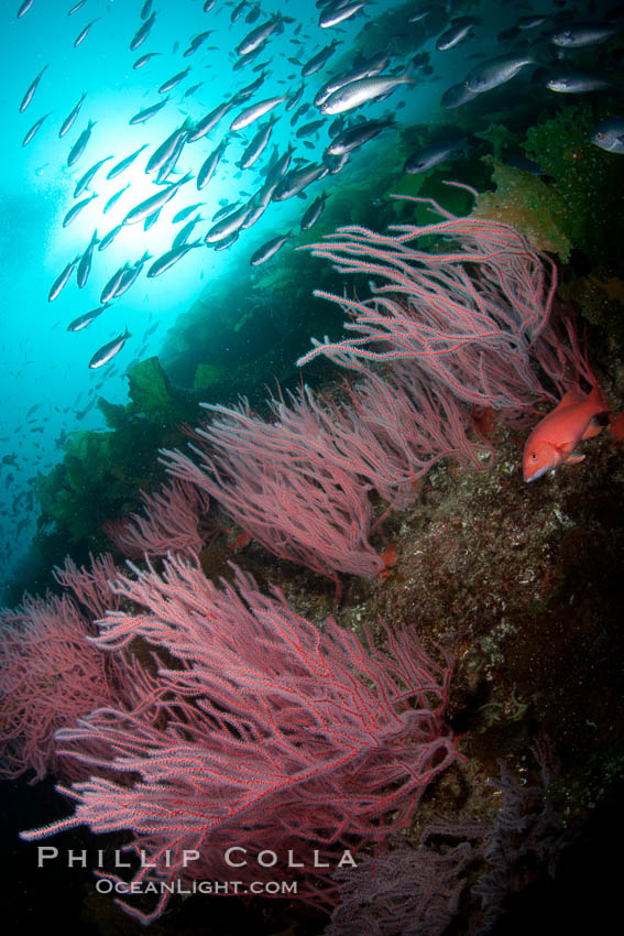 Red gorgonian on rocky reef, below kelp forest, underwater.  The red gorgonian is a filter-feeding temperate colonial species that lives on the rocky bottom at depths between 50 to 200 feet deep. Gorgonians are oriented at right angles to prevailing water currents to capture plankton drifting by. San Clemente Island, California, USA, Leptogorgia chilensis, Lophogorgia chilensis, natural history stock photograph, photo id 25440