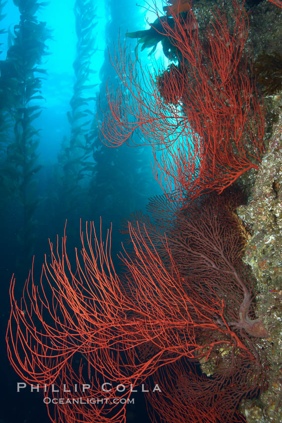 Red gorgonian on rocky reef, below kelp forest, underwater.  The red gorgonian is a filter-feeding temperate colonial species that lives on the rocky bottom at depths between 50 to 200 feet deep. Gorgonians are oriented at right angles to prevailing water currents to capture plankton drifting by. San Clemente Island, California, USA, Leptogorgia chilensis, Lophogorgia chilensis, Macrocystis pyrifera, natural history stock photograph, photo id 23487