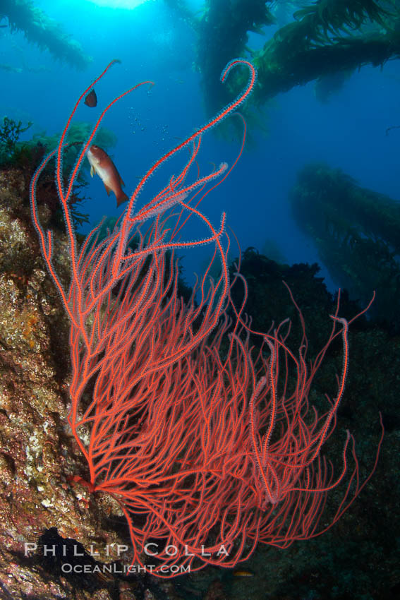 Red gorgonian on rocky reef, below kelp forest, underwater.  The red gorgonian is a filter-feeding temperate colonial species that lives on the rocky bottom at depths between 50 to 200 feet deep. Gorgonians are oriented at right angles to prevailing water currents to capture plankton drifting by. San Clemente Island, California, USA, Lophogorgia chilensis, natural history stock photograph, photo id 23499