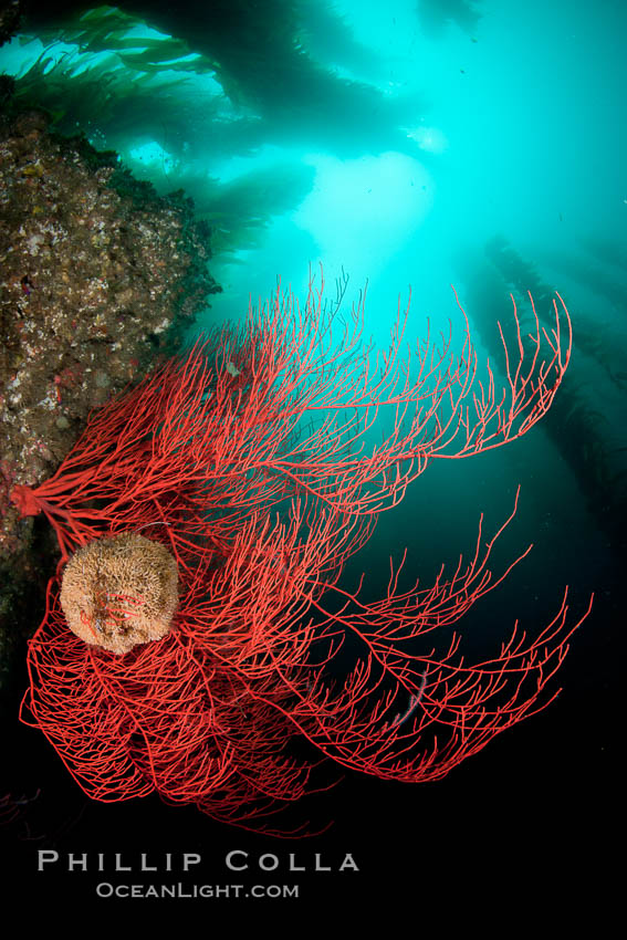 Bryozoan grows on a red gorgonian on rocky reef, below kelp forest, underwater.  The red gorgonian is a filter-feeding temperate colonial species that lives on the rocky bottom at depths between 50 to 200 feet deep. Gorgonians are oriented at right angles to prevailing water currents to capture plankton drifting by, Lophogorgia chilensis, San Clemente Island