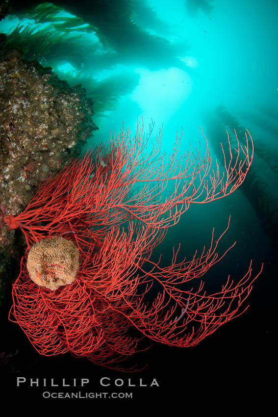 Bryozoan grows on a red gorgonian on rocky reef, below kelp forest, underwater. The red gorgonian is a filter-feeding temperate colonial species that lives on the rocky bottom at depths between 50 to 200 feet deep. Gorgonians are oriented at right angles to prevailing water currents to capture plankton drifting by, Lophogorgia chilensis, San Clemente Island