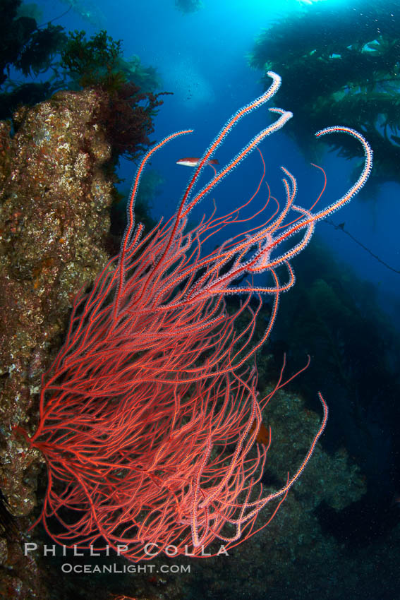 Red gorgonian on rocky reef, below kelp forest, underwater.  The red gorgonian is a filter-feeding temperate colonial species that lives on the rocky bottom at depths between 50 to 200 feet deep. Gorgonians are oriented at right angles to prevailing water currents to capture plankton drifting by. San Clemente Island, California, USA, Lophogorgia chilensis, natural history stock photograph, photo id 23545
