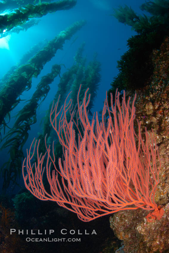 Red gorgonian on rocky reef, below kelp forest, underwater.  The red gorgonian is a filter-feeding temperate colonial species that lives on the rocky bottom at depths between 50 to 200 feet deep. Gorgonians are oriented at right angles to prevailing water currents to capture plankton drifting by. San Clemente Island, California, USA, Lophogorgia chilensis, Macrocystis pyrifera, natural history stock photograph, photo id 23553