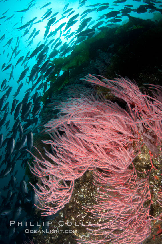 Red gorgonian on rocky reef, below kelp forest, underwater.  The red gorgonian is a filter-feeding temperate colonial species that lives on the rocky bottom at depths between 50 to 200 feet deep. Gorgonians are oriented at right angles to prevailing water currents to capture plankton drifting by. San Clemente Island, California, USA, Leptogorgia chilensis, Lophogorgia chilensis, natural history stock photograph, photo id 25393