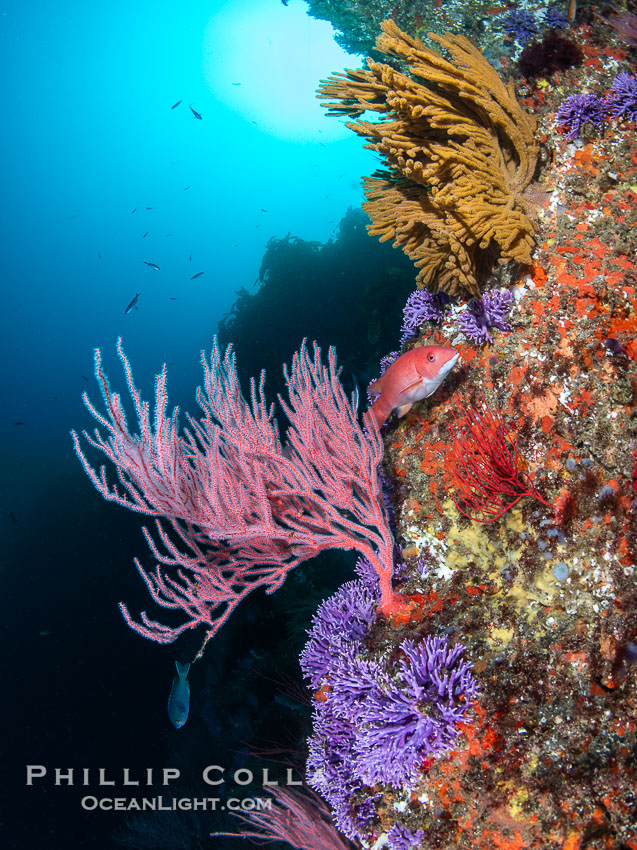 Red gorgonian Leptogorgia chilensis, purple hydrocoral Stylaster californicus, and yellow zoanthid anemone Epizoanthus giveni, at Farnsworth Banks, Catalina Island. California, USA, natural history stock photograph, photo id 39540