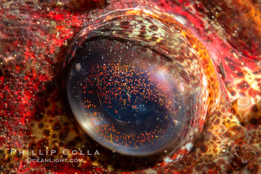 Red Irish Lord eye detail, Browning Pass, British Columbia. Canada, Hemilepidotus hemilepidotus, natural history stock photograph, photo id 35448