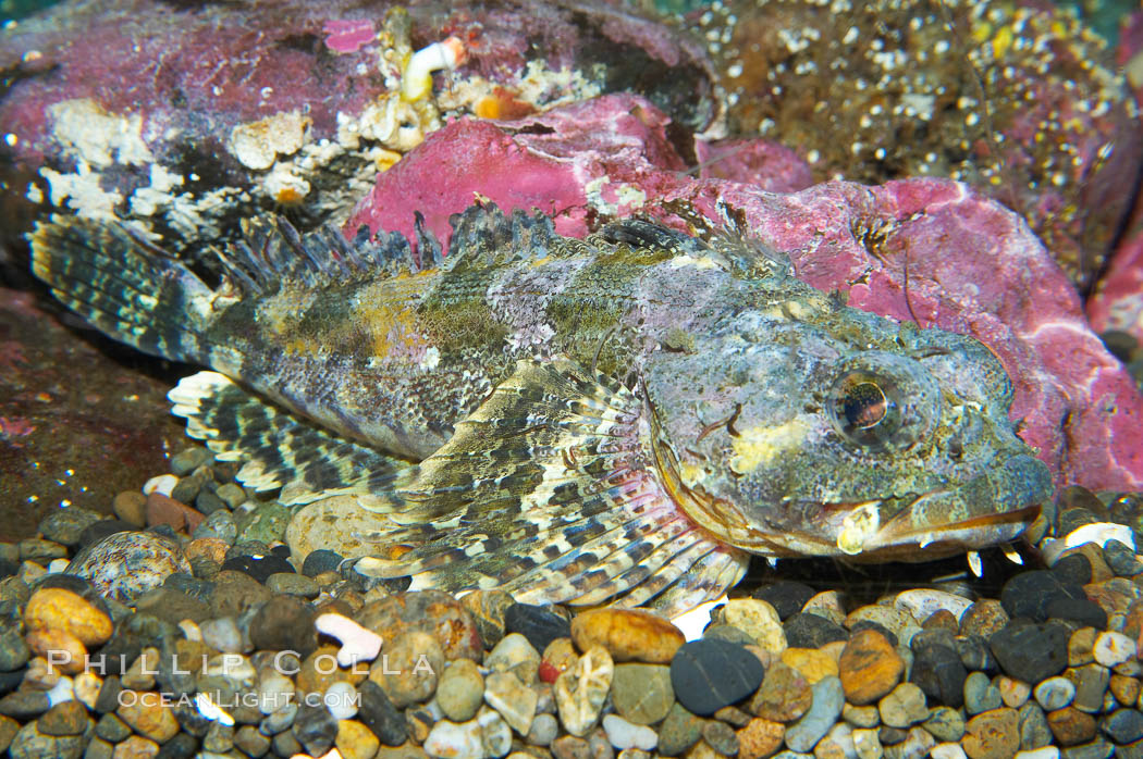 Red Irish Lord.  The red irish lord lurks in shallow habitats where it feeds on crabs, shrimp, barnacles, mussels and small fishes., Hemilepidotus hemilepidotus, natural history stock photograph, photo id 13689