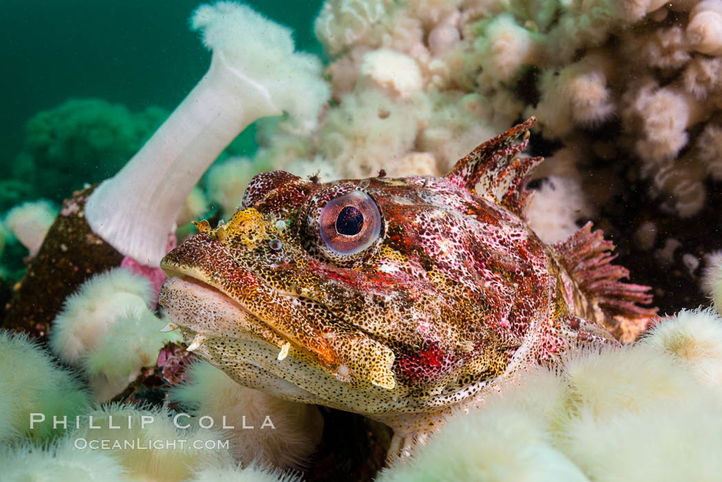 Red Irish Lord resting amid Plumose Metridium Anemones, Browning Pass, British Columbia, Metridium farcimen