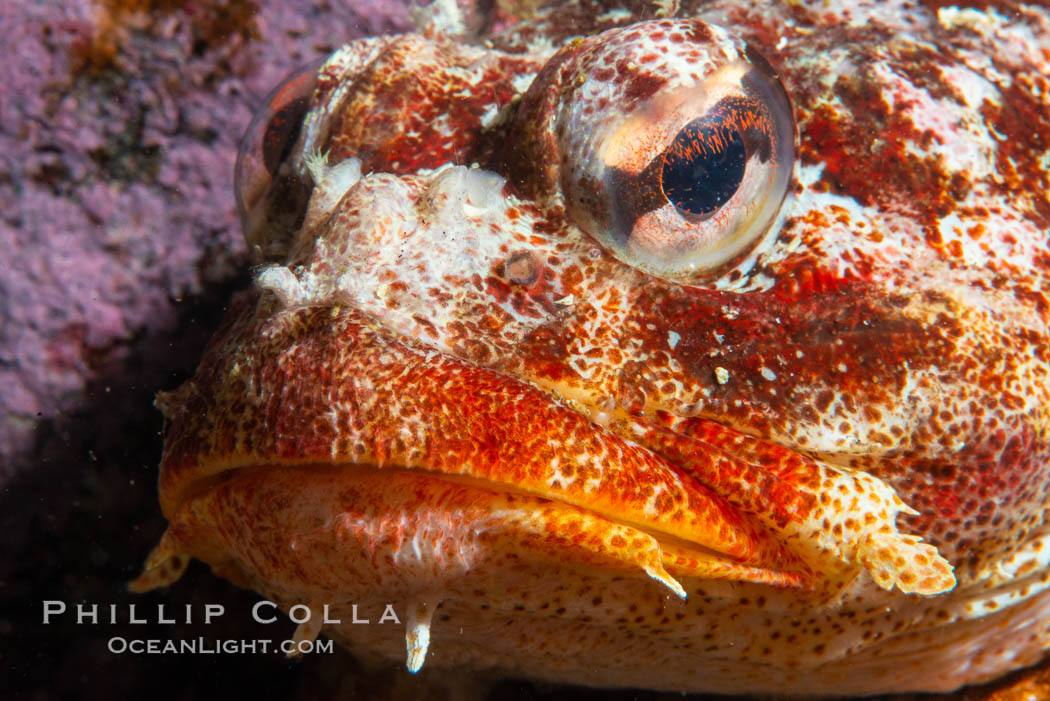 Red Irish Lord sculpinfish, Browning Pass, British Columbia. Canada, Hemilepidotus hemilepidotus, natural history stock photograph, photo id 35527