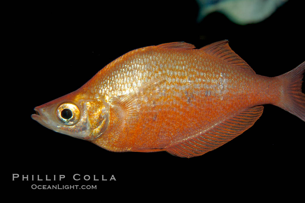 Red rainbowfish., Glossolepis incisus, natural history stock photograph, photo id 09288