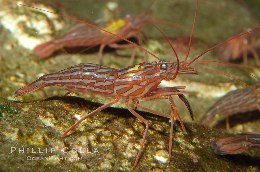 Red rock shrimp., Lysmata californica, natural history stock photograph, photo id 08642