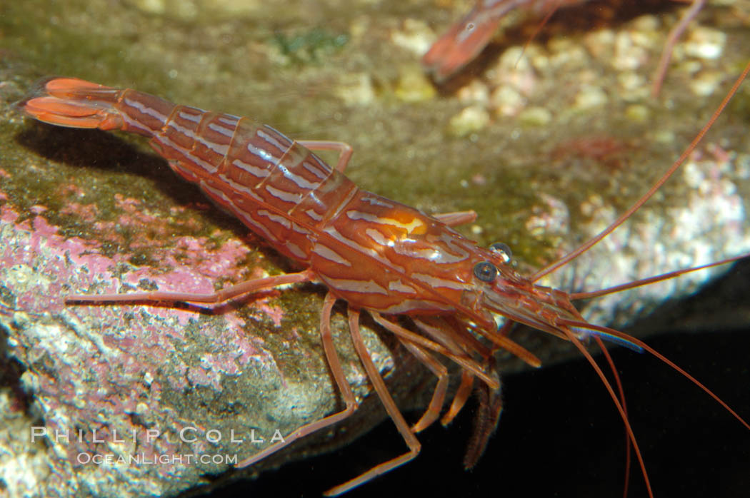 Red rock shrimp., Lysmata californica, natural history stock photograph, photo id 08640