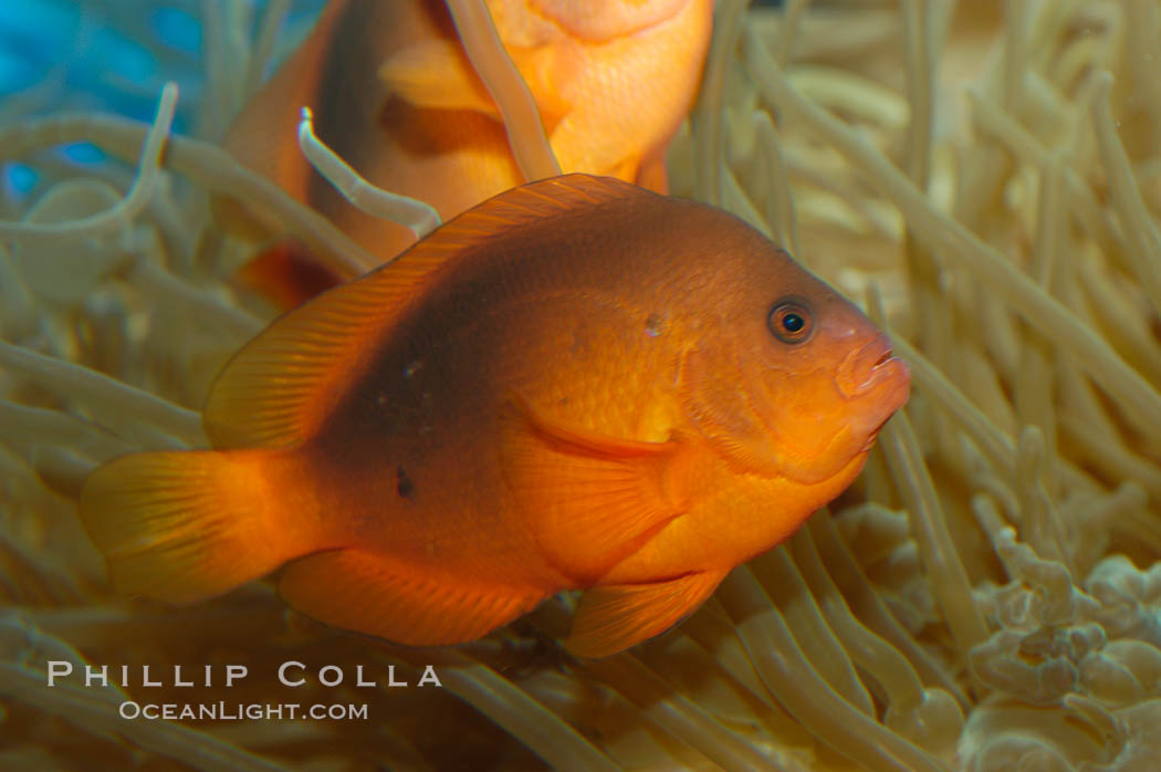 Red saddleback anemonefish., Amphiprion ephippium, natural history stock photograph, photo id 07793