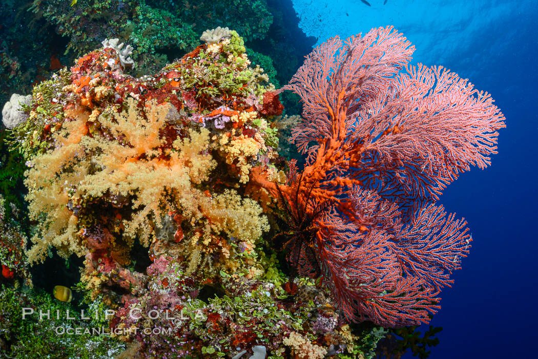 Red Sea Fan Gorgonians and Yellow Dendronephthya Soft Corals, Fiji., Dendronephthya, Gorgonacea, Plexauridae, natural history stock photograph, photo id 31608
