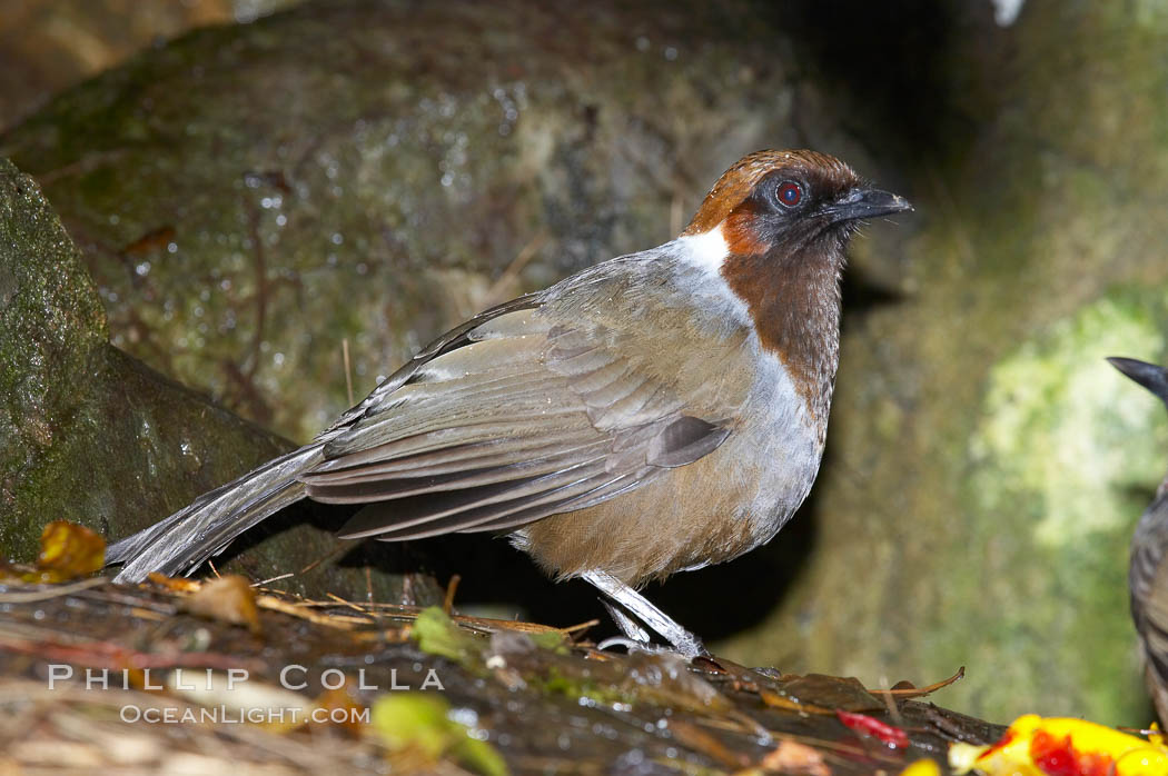 red thrush