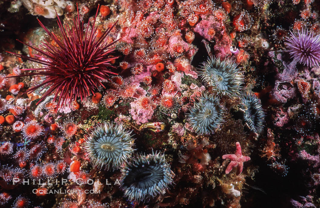 Red urchin, strawberry anemones and aggregating anemones on rocky California reef. USA, Anthopleura elegantissima, Corynactis californica, Strogylocentrotus franciscanus, natural history stock photograph, photo id 03798
